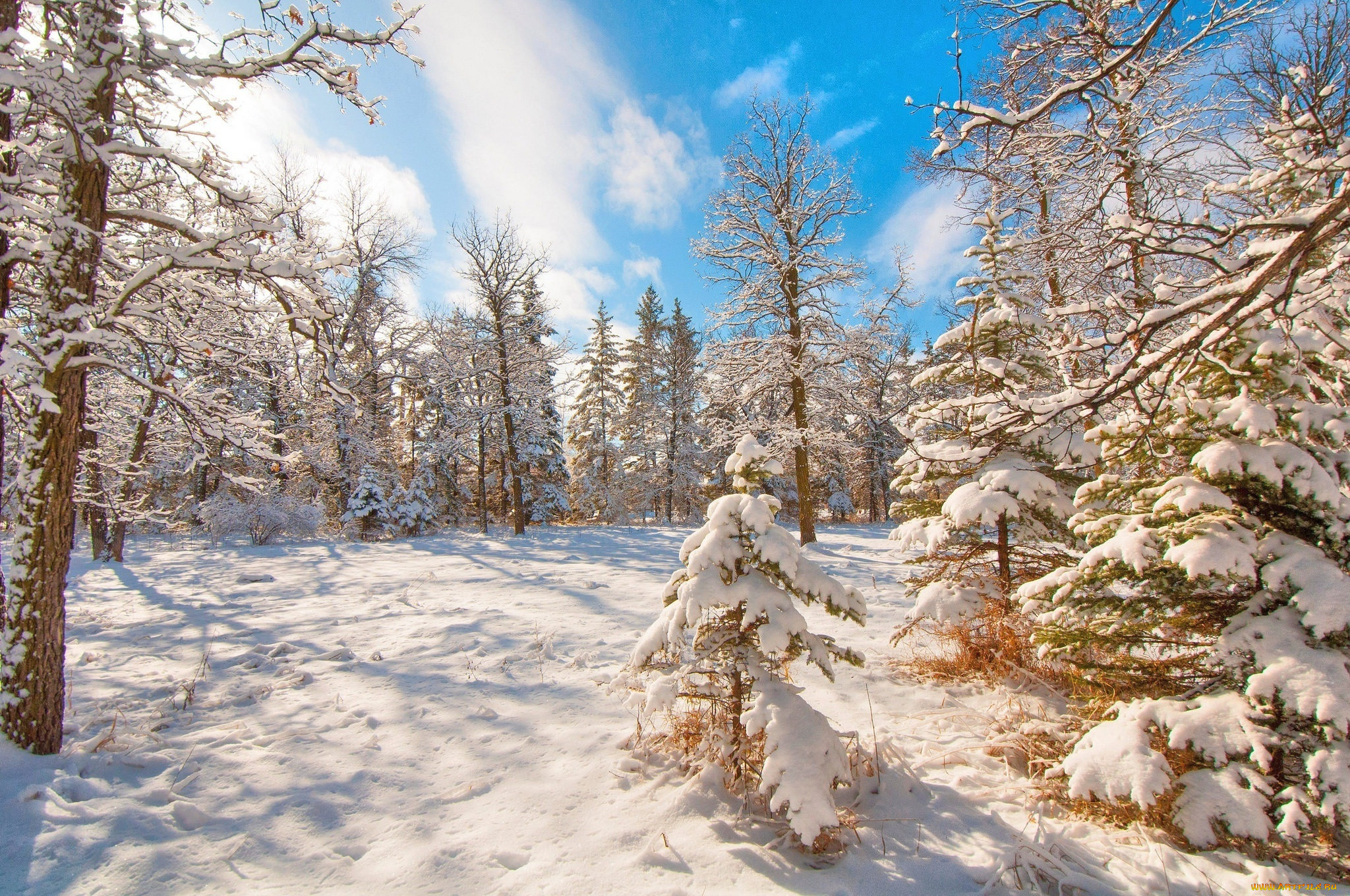 Winter forest. Аникин зимний лес. Зима в лесу. Зимой в лесу. Заснеженный лес.